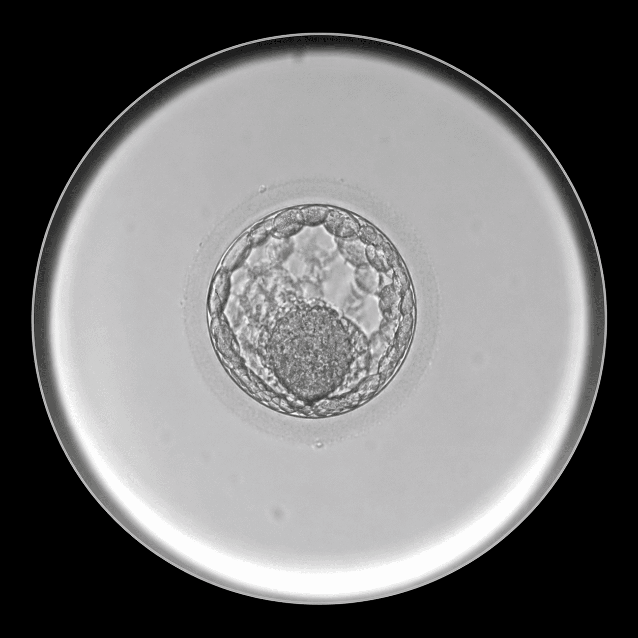 Synthetic non-identifying embryo microscopy